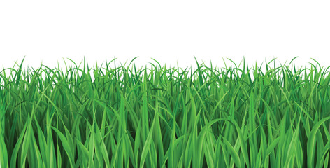 Realistic green 3d grass. Field or lawn border, summer landscape isolated vector design. Wild meadow spring foliage and garden vegetation for Easter or April background. Nature banner template © Frogella.stock