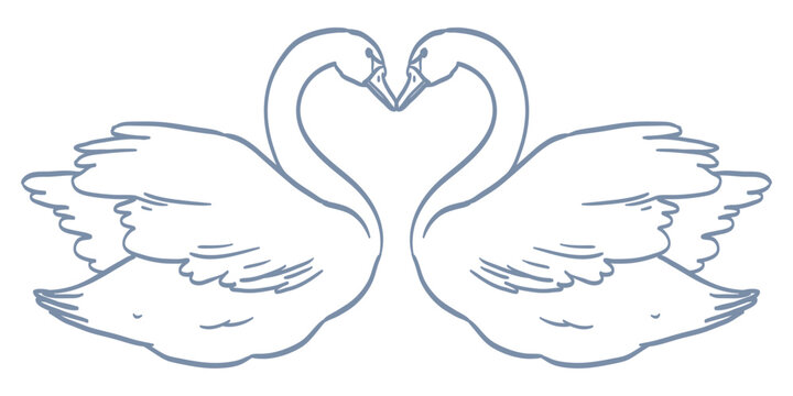 Line minimalist swans couple. Elegant birds with heart shape necks isolated on white background. Swan in ink victorian romantic style for wedding invitation card design. Hand drawn vector illustration