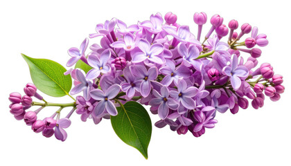 A vibrant cluster of light purple lilac flowers against a stark black background.