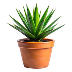 A vibrant green potted succulent plant against a solid black background.