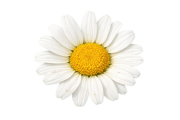 Obraz premium Daisy flower blooming, showing white petals and a yellow center, representing nature, spring, and purity with transparent background