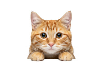 a charming, fluffy ginger tabby cat, centered and in razor-sharp focus, intently peeking over a transparent ledge against a minimalist gray backdrop. concept of commercial pet curiosity