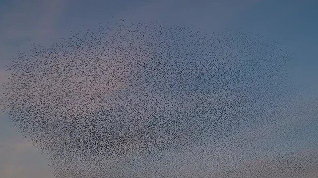 Starlings murmuration flying in synchronized aerial display forming dynamic shapes in the sky