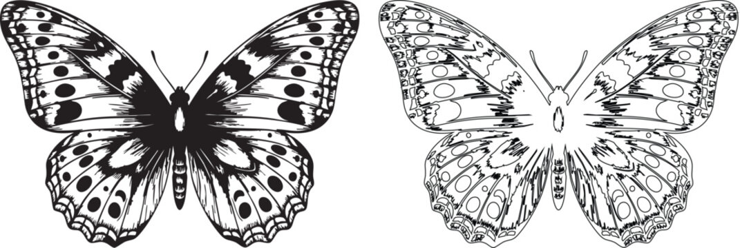 Black and white butterfly silhouettes with spotted wings insects