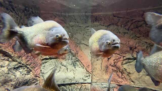 Red-bellied piranha in aquarium