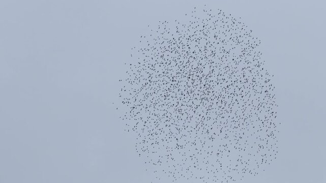 Murmuraci&oacute;n de estorninos volando en formaci&oacute;n coordinada sobre el cielo al atardecer, Elche, Espa&ntilde;a