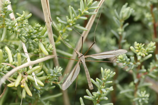 Macro de t&iacute;pula o mosqu&iacute;to gigante mediante t&eacute;cnica de apilamiento de enfoque sobre vegetaci&oacute;n silvestre en el Parque Natural El Hondo, Elche, Espa&ntilde;a
