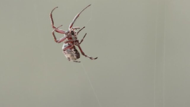 Ara&ntilde;a de jard&iacute;n araneus diadematus tejiendo su tela circular, Elche, Espa&ntilde;a