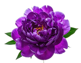 A stunning, deeply saturated purple peony flower isolated against a stark black background.