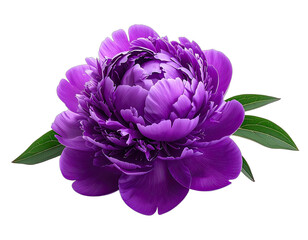 A vibrant purple peony flower displayed against a stark black background.