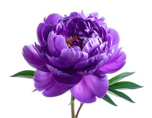 A vibrant, deep purple peony flower isolated against a stark black background.