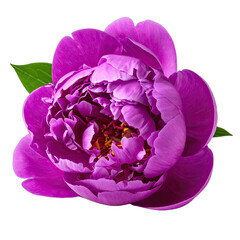 Vibrant magenta peony flower bloom isolated on a solid black background.