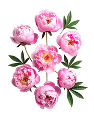 A striking arrangement of seven delicate pink peonies against a deep black background.