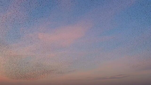 Starlings murmuration flying in synchronized aerial display forming dynamic shapes in the sky