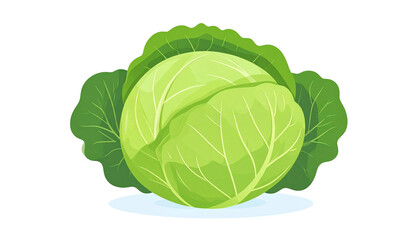 Fototapeta premium Cabbage Illustration for Cooking and Food Ingredients