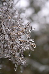 Plants in ice. Winter. Everything is in snow. Ice Age. Freezing.
