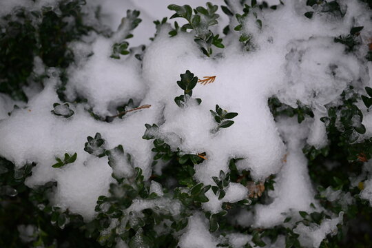 Plants in ice. Winter. Everything is in snow. Ice Age. Freezing.