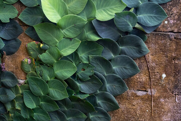 Fototapeta premium Green climbing plant leaves covering rough stone wall texture