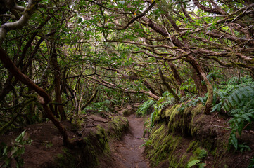 Obraz premium Anaga Rural Park Enchanted Laurel Forest, Tenerife, Canary Islands. El Pijaral route. Beautiful evergreen forest covered with green moss. Hiking concept