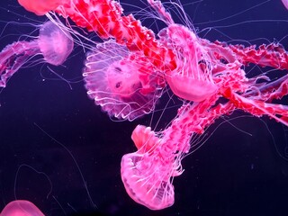 Pink jellyfish floating in dark water with glowing tentacles © Ziquan