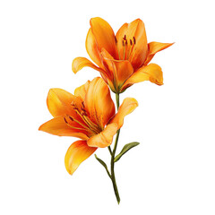 Obraz premium Orange Lilies on Stem isolated on a transparent background
