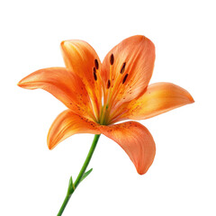 Orange Lily Flower with Dark Spots isolated on a transparent background