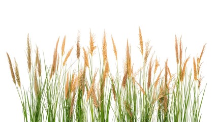 Fototapeta premium Elegant grass reeds swaying gently in the breeze, a symbol of natural beauty and tranquility