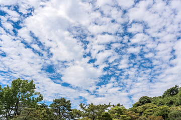 Fototapeta premium Beautiful sky with fluffy clouds and many green trees.