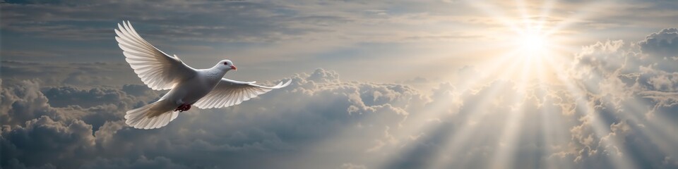 White dove flying in cloudy sky with bright sun rays. Holy Spirit or peace symbol background