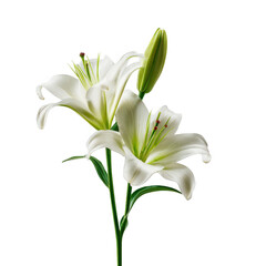 Obraz premium White Lilies Flower Stem isolated on a transparent background