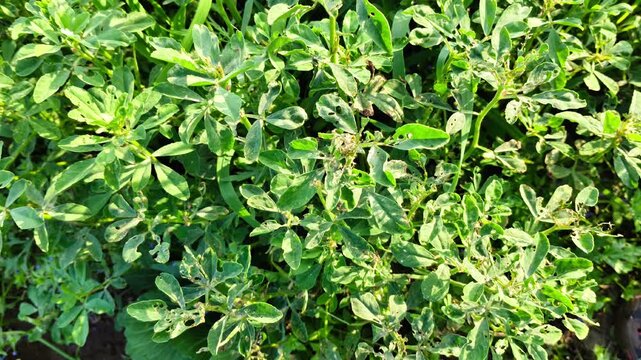 green fenugreek plants with hole damage from garden pests in a farm field