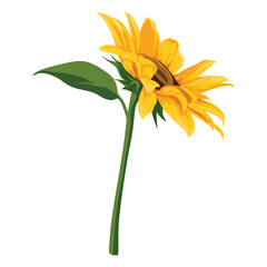 Illustration of a single sunflower with green stem and leaves on a white background, showcasing bright yellow petals and a brown center. © krisna
