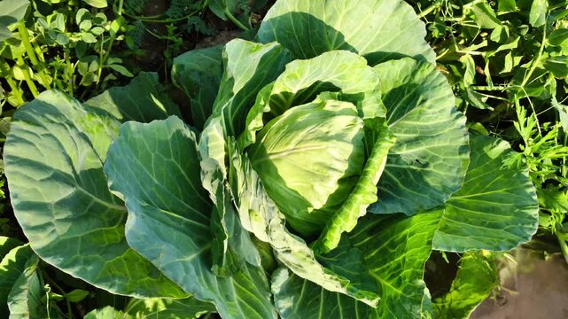 High Angle View of a Fresh Green Cabbage Head Growing in Garden