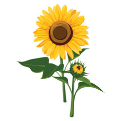 Obraz premium Illustration of a large yellow sunflower with a smaller bud and green leaves on a white background.