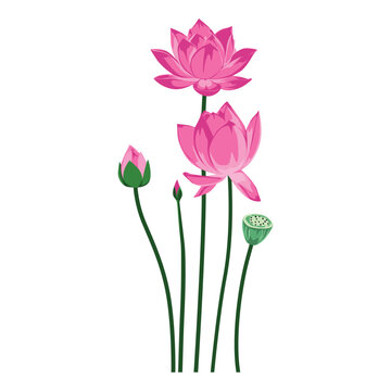 Illustration of pink lotus flowers and buds on long green stems against a white background with a minimalist style.