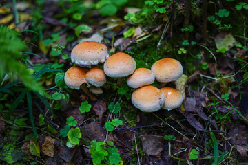 mushroom in the forest