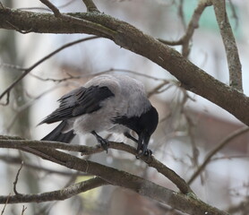A crow is pecking at food on a tree branch