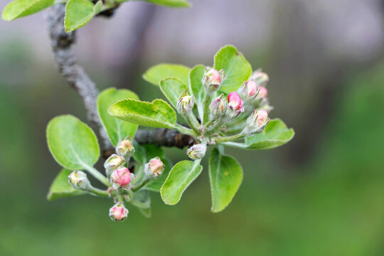 Apple tree branch with buds and leaves, close-up, selective focus