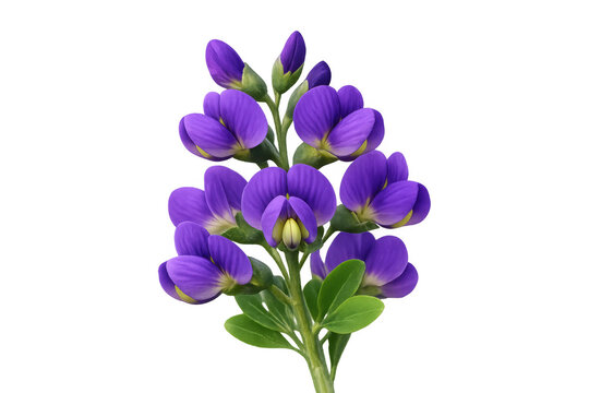 Blue false indigo flowers blooming on a stem with green leaves, cut out on a transparent background