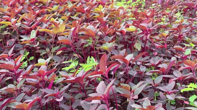 Thick red amaranth plantings grow across raised beds, forming a continuous agricultural surface with no visible gaps in the field. Vegetable production.
