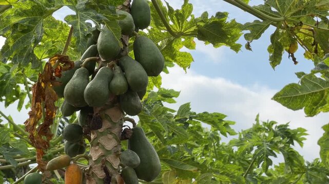Green unripe papaya clusters hang from a tree in the foreground while dense plantation foliage and cultivated land extend behind under bright natural daylight. Tropical agriculture.