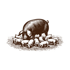 Mother pig nursing her piglets in the field