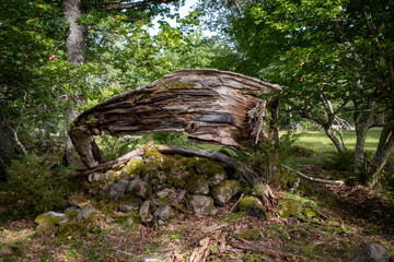 Fototapeta premium Twisted trunk of a tree in kvilleken park