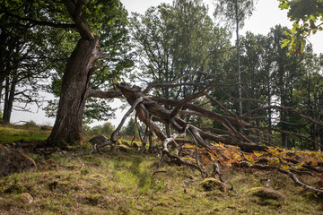 Fototapeta premium Big old oak tree with broken branch