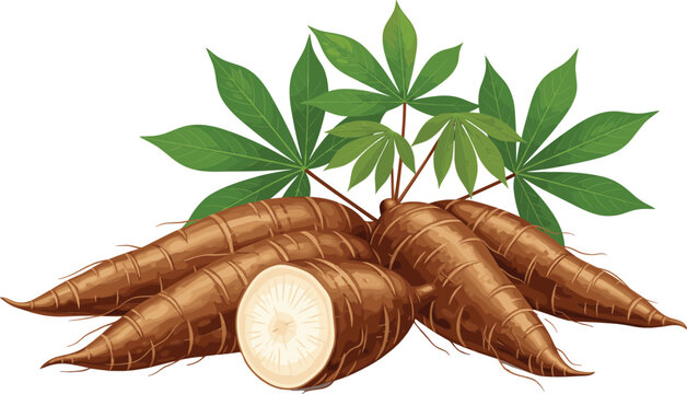 Fresh cassava roots with green leaves, tropical organic vegetable illustration for agriculture, food, and nutrition concept.