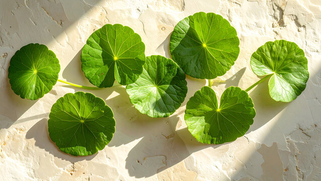 botanical composition of round green leaves on natural stone surface