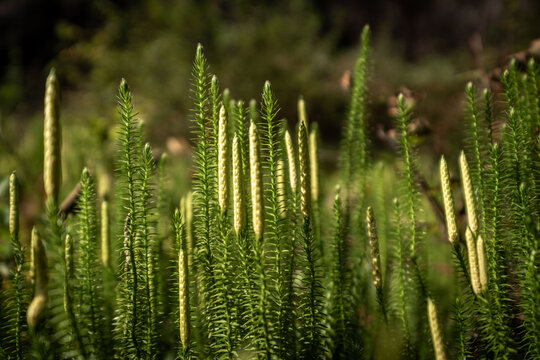 Green stiff clubmoss in Sweden