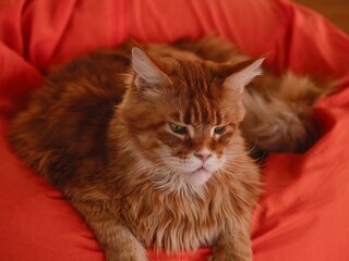 Ginger Maine Coon cat lying on an orange bean bag chair.