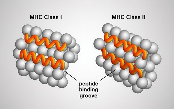 Molecular structure of MHC Class I and II proteins with peptide binding groove illustrated in 3D