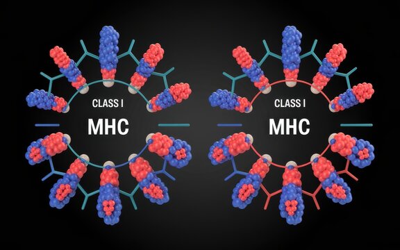 Molecular structure of MHC class I molecules illustrating antigen presentation and immune response mechanisms in cellular biology